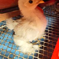 Pulcini Cocincina,Moroseta, Oliveregger, Ameraucan