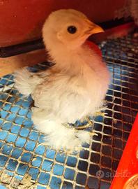 Pulcini Cocincina,Moroseta, Oliveregger, Ameraucan