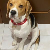 Beagle