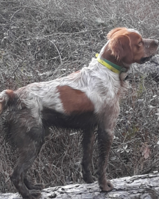 Epagneul breton alta genealogia