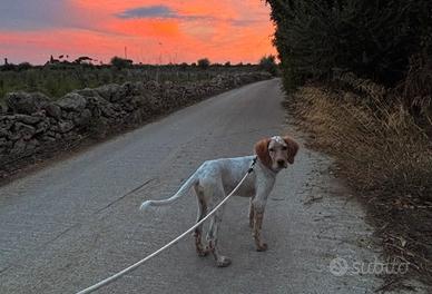 Setter inglese
