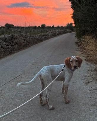Setter inglese