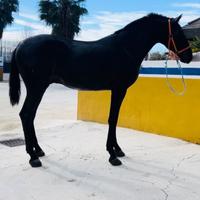 Cavallo Andaluso