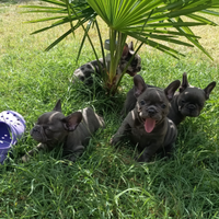 Cuccioli di Bulldog Francese