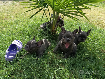 Cuccioli di Bulldog Francese