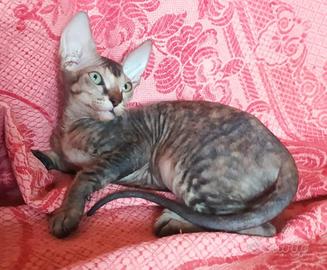 Gatti don sphynx e loro incroci