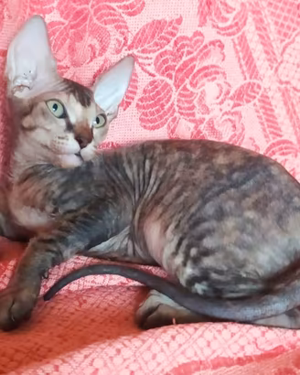 Gatti don sphynx e loro incroci