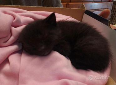 gattino stupendo 60 gg