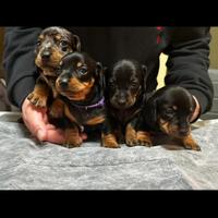 Cuccioli di bassotto