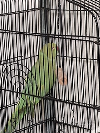 Solo per chi e interessato