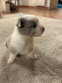 Cuccioli di border collie