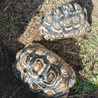 Tartarughe Geochelone Pardalis
