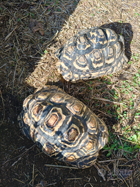 Tartarughe Geochelone Pardalis
