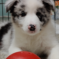 Cuccioli Border Collie