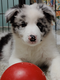 Cuccioli Border Collie