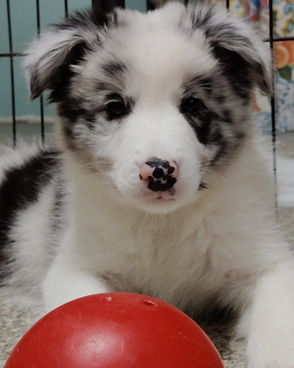 Cuccioli Border Collie