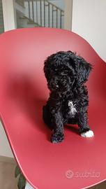 Cucciola di barboncino toy