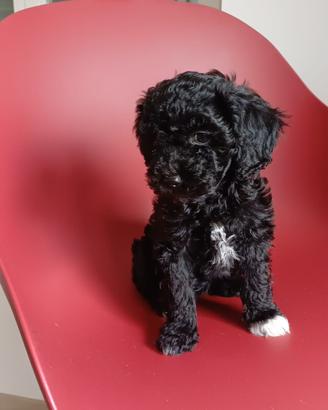 Cucciola di barboncino toy