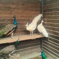 Pavoni per tutti i gusti