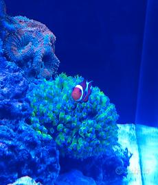 Coralli Acquario Marino