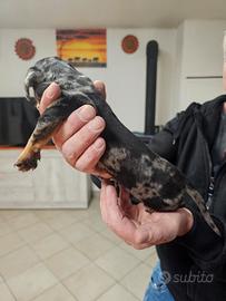 Cucciolo di bassotto