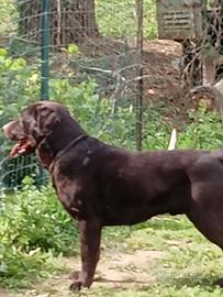 Labrador pedigree monta