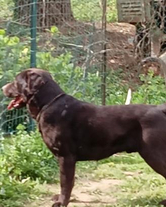 Labrador pedigree monta