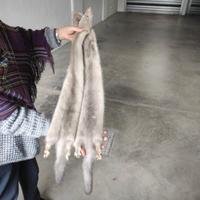Sciarpa di visoni grigio perla