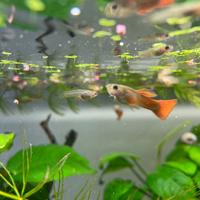 Pesci guppy acquario