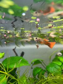 Pesci guppy acquario