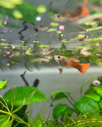Pesci guppy acquario