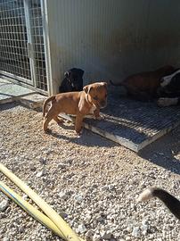 Pit bull