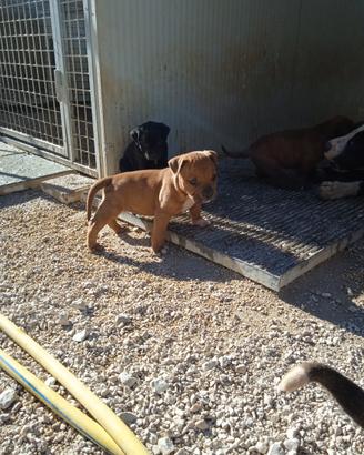 Pit bull