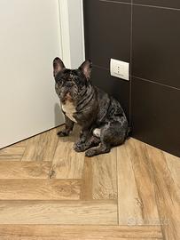 Bulldog francese per monta