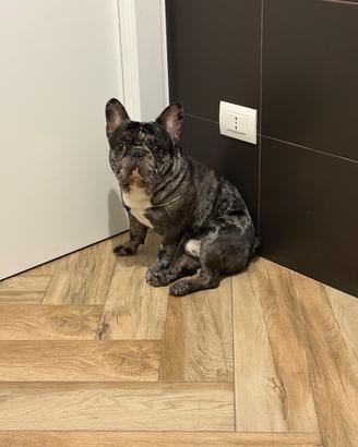 Bulldog francese per monta