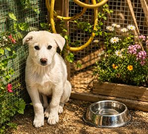 Cuccioli di tre mesi abbandonati