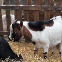 Capretto nano tibetano