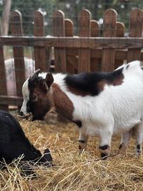 Capretto nano tibetano