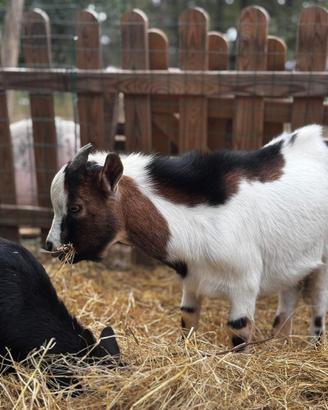 Capretto nano tibetano