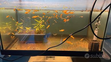Guppy Endler