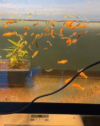 Guppy Endler