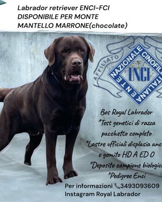 Labrador cioccolato per monta pedigree e test