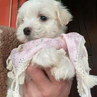 Maltese maltese