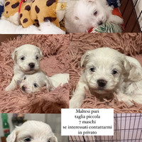 Vendo cuccioli di maltese puro