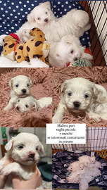 Vendo cuccioli di maltese puro