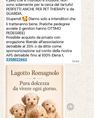cuccioli di Lagotto 