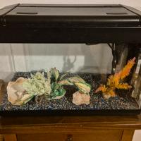 Acquario 