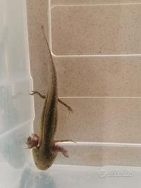 Axolotl