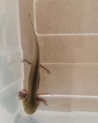 Axolotl
