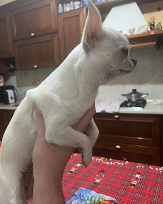 Chihuahua